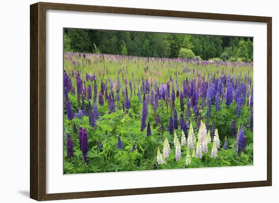 Field of Wild Lupines, Tacoma, Washington State, United States of America, North America-Richard Cummins-Framed Photographic Print