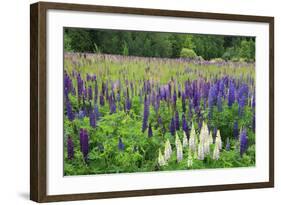 Field of Wild Lupines, Tacoma, Washington State, United States of America, North America-Richard Cummins-Framed Photographic Print