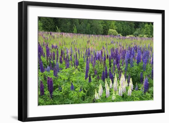 Field of Wild Lupines, Tacoma, Washington State, United States of America, North America-Richard Cummins-Framed Photographic Print