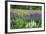 Field of Wild Lupines, Tacoma, Washington State, United States of America, North America-Richard Cummins-Framed Photographic Print