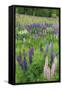 Field of Wild Lupines, Tacoma, Washington State, United States of America, North America-Richard Cummins-Framed Stretched Canvas