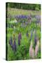 Field of Wild Lupines, Tacoma, Washington State, United States of America, North America-Richard Cummins-Stretched Canvas