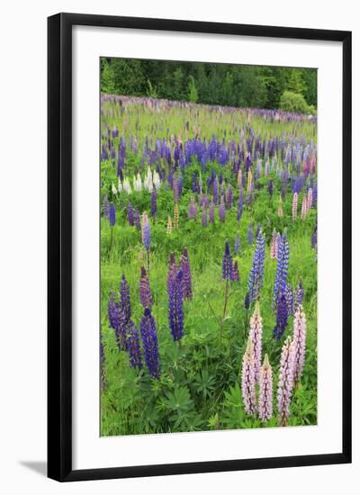 Field of Wild Lupines, Tacoma, Washington State, United States of America, North America-Richard Cummins-Framed Photographic Print