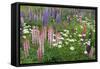 Field of Wild Lupines, Tacoma, Washington State, United States of America, North America-Richard Cummins-Framed Stretched Canvas