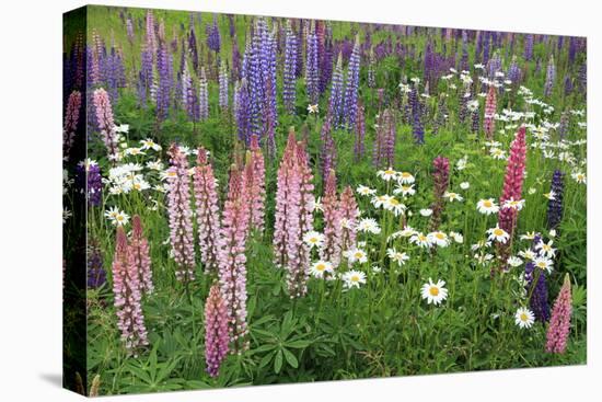 Field of Wild Lupines, Tacoma, Washington State, United States of America, North America-Richard Cummins-Stretched Canvas