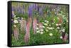 Field of Wild Lupines, Tacoma, Washington State, United States of America, North America-Richard Cummins-Framed Stretched Canvas