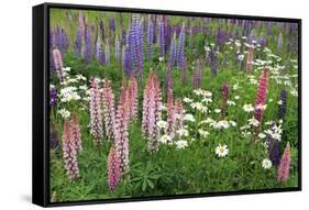 Field of Wild Lupines, Tacoma, Washington State, United States of America, North America-Richard Cummins-Framed Stretched Canvas