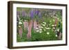 Field of Wild Lupines, Tacoma, Washington State, United States of America, North America-Richard Cummins-Framed Photographic Print