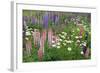 Field of Wild Lupines, Tacoma, Washington State, United States of America, North America-Richard Cummins-Framed Photographic Print