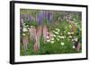 Field of Wild Lupines, Tacoma, Washington State, United States of America, North America-Richard Cummins-Framed Photographic Print