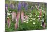 Field of Wild Lupines, Tacoma, Washington State, United States of America, North America-Richard Cummins-Mounted Photographic Print