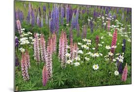 Field of Wild Lupines, Tacoma, Washington State, United States of America, North America-Richard Cummins-Mounted Photographic Print