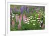 Field of Wild Lupines, Tacoma, Washington State, United States of America, North America-Richard Cummins-Framed Photographic Print