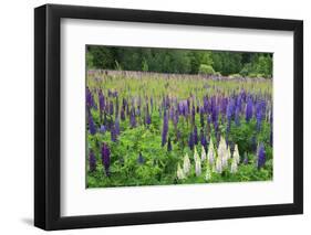 Field of Wild Lupines, Tacoma, Washington State, United States of America, North America-Richard Cummins-Framed Photographic Print