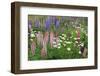 Field of Wild Lupines, Tacoma, Washington State, United States of America, North America-Richard Cummins-Framed Photographic Print