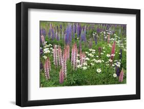 Field of Wild Lupines, Tacoma, Washington State, United States of America, North America-Richard Cummins-Framed Photographic Print