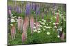 Field of Wild Lupines, Tacoma, Washington State, United States of America, North America-Richard Cummins-Mounted Photographic Print