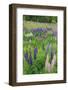 Field of Wild Lupines, Tacoma, Washington State, United States of America, North America-Richard Cummins-Framed Photographic Print