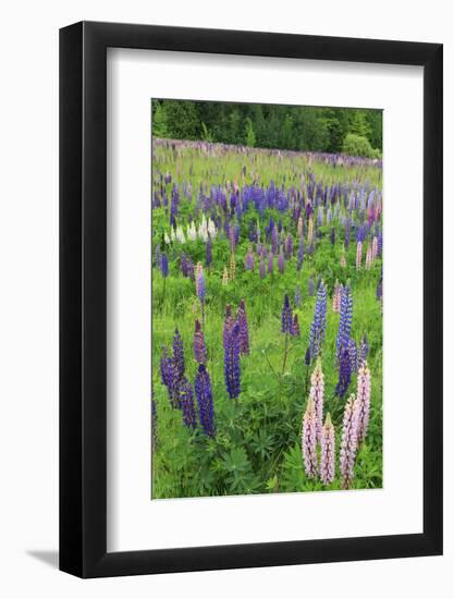 Field of Wild Lupines, Tacoma, Washington State, United States of America, North America-Richard Cummins-Framed Photographic Print