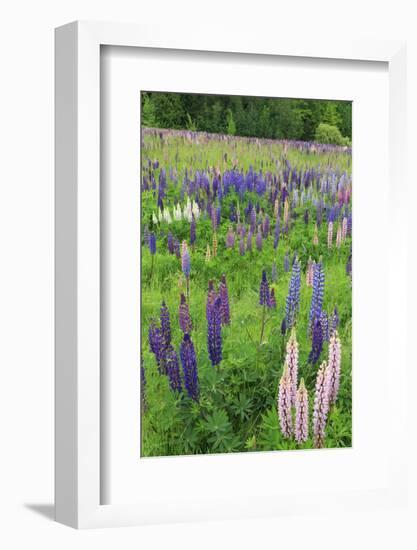 Field of Wild Lupines, Tacoma, Washington State, United States of America, North America-Richard Cummins-Framed Photographic Print