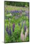 Field of Wild Lupines, Tacoma, Washington State, United States of America, North America-Richard Cummins-Mounted Photographic Print