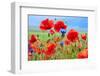 Field of Wild Poppies and Other Flowers-Maria Uspenskaya-Framed Photographic Print