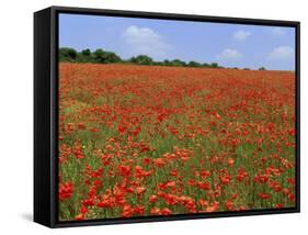 Field of Wild Poppies, Wiltshire, England, United Kingdom-Jeremy Bright-Framed Stretched Canvas