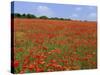 Field of Wild Poppies, Wiltshire, England, United Kingdom-Jeremy Bright-Stretched Canvas