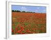 Field of Wild Poppies, Wiltshire, England, United Kingdom-Jeremy Bright-Framed Photographic Print