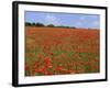Field of Wild Poppies, Wiltshire, England, United Kingdom-Jeremy Bright-Framed Photographic Print