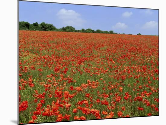 Field of Wild Poppies, Wiltshire, England, United Kingdom-Jeremy Bright-Mounted Photographic Print