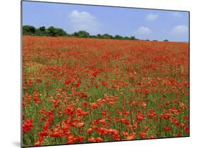 Field of Wild Poppies, Wiltshire, England, United Kingdom-Jeremy Bright-Mounted Photographic Print