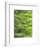 Field of wildflowers and native trees.-Julie Eggers-Framed Photographic Print