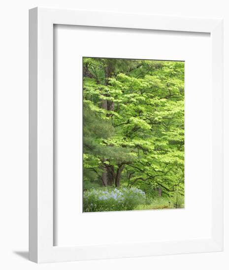 Field of wildflowers and native trees.-Julie Eggers-Framed Photographic Print