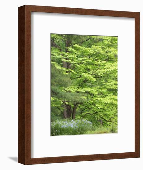 Field of wildflowers and native trees.-Julie Eggers-Framed Photographic Print