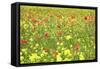 Field of Wildflowers and Poppies, Val D'Orcia, Province Siena, Tuscany, Italy, Europe-Markus Lange-Framed Stretched Canvas