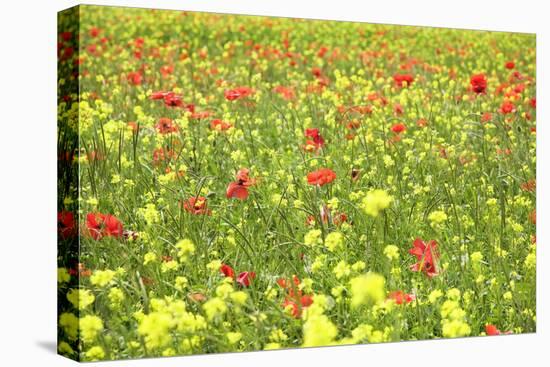 Field of Wildflowers and Poppies, Val D'Orcia, Province Siena, Tuscany, Italy, Europe-Markus Lange-Stretched Canvas