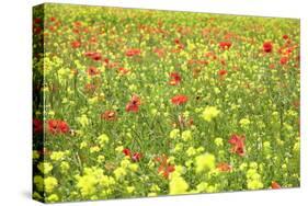 Field of Wildflowers and Poppies, Val D'Orcia, Province Siena, Tuscany, Italy, Europe-Markus Lange-Stretched Canvas