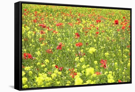 Field of Wildflowers and Poppies, Val D'Orcia, Province Siena, Tuscany, Italy, Europe-Markus Lange-Framed Stretched Canvas