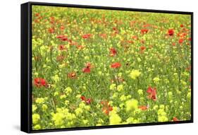 Field of Wildflowers and Poppies, Val D'Orcia, Province Siena, Tuscany, Italy, Europe-Markus Lange-Framed Stretched Canvas