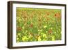 Field of Wildflowers and Poppies, Val D'Orcia, Province Siena, Tuscany, Italy, Europe-Markus Lange-Framed Photographic Print