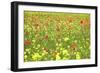 Field of Wildflowers and Poppies, Val D'Orcia, Province Siena, Tuscany, Italy, Europe-Markus Lange-Framed Photographic Print