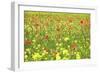 Field of Wildflowers and Poppies, Val D'Orcia, Province Siena, Tuscany, Italy, Europe-Markus Lange-Framed Photographic Print