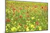 Field of Wildflowers and Poppies, Val D'Orcia, Province Siena, Tuscany, Italy, Europe-Markus Lange-Mounted Photographic Print