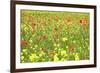 Field of Wildflowers and Poppies, Val D'Orcia, Province Siena, Tuscany, Italy, Europe-Markus Lange-Framed Photographic Print