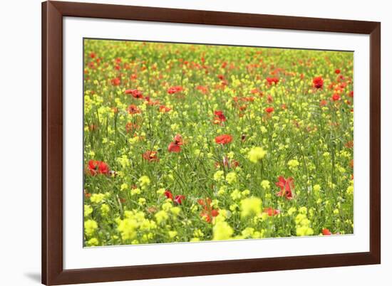 Field of Wildflowers and Poppies, Val D'Orcia, Province Siena, Tuscany, Italy, Europe-Markus Lange-Framed Photographic Print