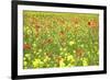 Field of Wildflowers and Poppies, Val D'Orcia, Province Siena, Tuscany, Italy, Europe-Markus Lange-Framed Photographic Print