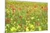 Field of Wildflowers and Poppies, Val D'Orcia, Province Siena, Tuscany, Italy, Europe-Markus Lange-Mounted Photographic Print