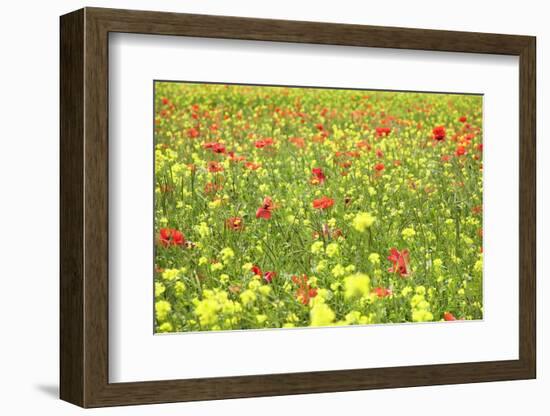 Field of Wildflowers and Poppies, Val D'Orcia, Province Siena, Tuscany, Italy, Europe-Markus Lange-Framed Photographic Print