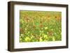 Field of Wildflowers and Poppies, Val D'Orcia, Province Siena, Tuscany, Italy, Europe-Markus Lange-Framed Photographic Print